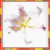 Flower Painting Print with Frame 17 - 12x12 Inch