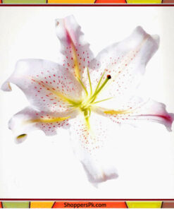Flower Painting Print with Frame 18 - 12x12 Inch