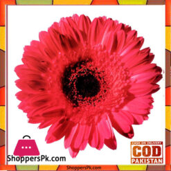 Flower Painting Print with Frame 20 - 12x12 Inch