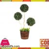 The Florist Living Room Center Table Imported Bonsai Ball Rubber Plant with Pot - 067