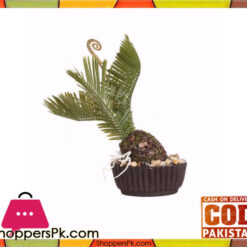 The Florist Kangi Cactus Arrangement - FL50