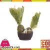 The Florist Medium Kangi Cactus with Brown Pot - FL64
