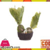 The Florist Medium Kangi Cactus With Brown Pot - Fl64