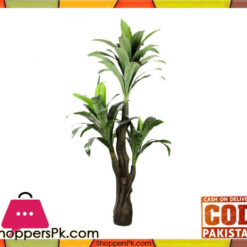 The Florist FLOR18 - Drazenia Plant Green
