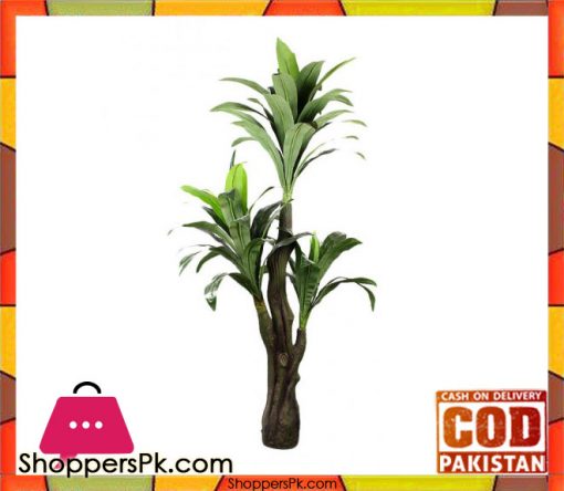 The Florist FLOR18 - Drazenia Plant Green
