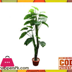 The Florist FLOR12 - Begonia Zebra Plant Pot