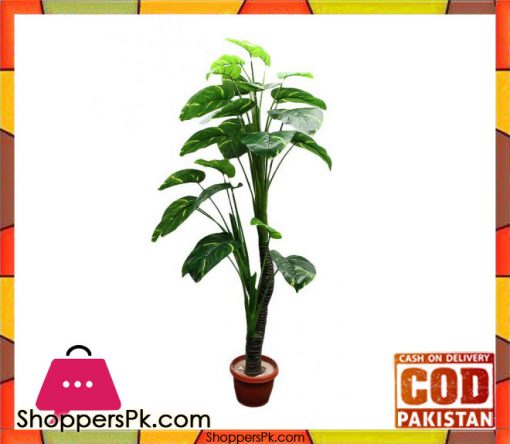 The Florist FLOR12 - Begonia Zebra Plant Pot