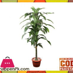 The Florist FLOR17 - Drazenia Green Plant Pot