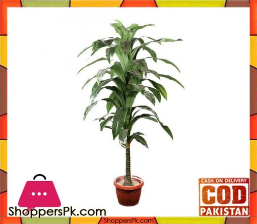 The Florist FLOR17 - Drazenia Green Plant Pot