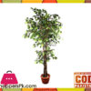 The Florist FLOR24 - Natural Trunk Fycus Rubber Tree