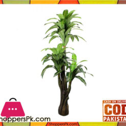 The Florist FLOR19 - Drazenia 3 branches Plant Arrangement