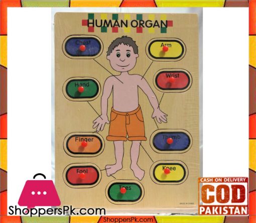 Early Educational Wooden Puzzle Toy Human Organ