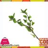 Holy Basil Leaf - Plant - Burge Tulsi - برگ تلسی