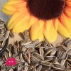 Sunflower Seeds - Tukhm-e-Suraj Mukhi - 500 gm - تخم سورج مکھی