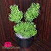 Home Decoration Artificial Flower Pot A1 Size 6Inch