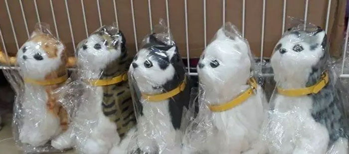 Little Alive Punched Face Persian Cat Sensor Stuff Toy For Kids 4 Little Alive Punched Face Persian Cat Sensor Stuff Toy For Kids