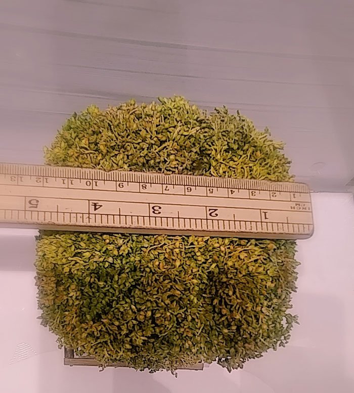 Flower Express Rattan Planter Fl-179 Sri-Lanka Made