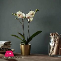 Daidai - Plant Pot (Brass-Colour - 9 Cm)