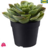 IKEA FEJKA Artificial Potted Plant, InDoor/ OutDoor Succulent 9 CM