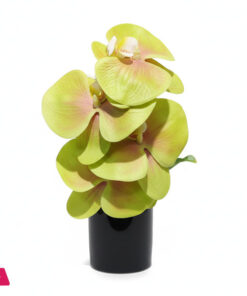 Mini Orchid With Ceramic Pot Height 8 Inches