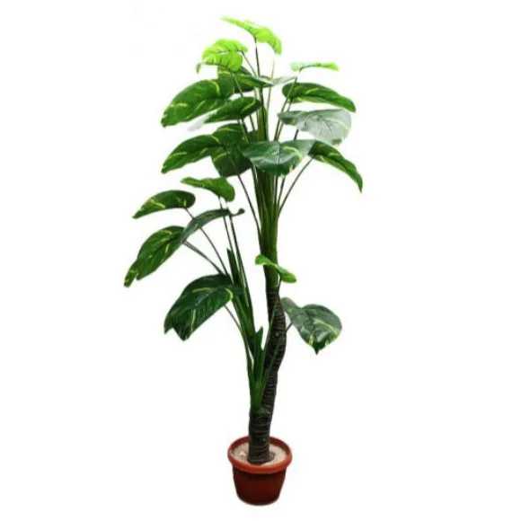 The Florist FLOR12 - Begonia Zebra Plant Pot