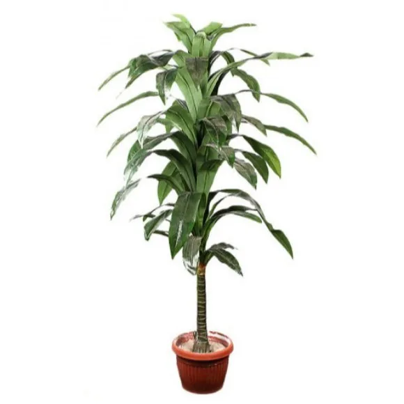 The Florist FLOR17 - Drazenia Green Plant Pot