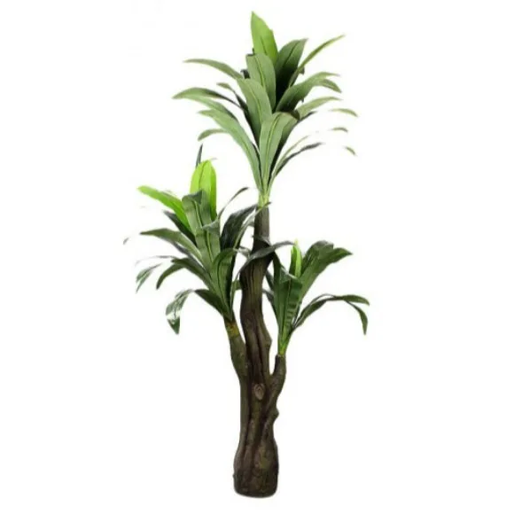The Florist FLOR18 - Drazenia Plant Green