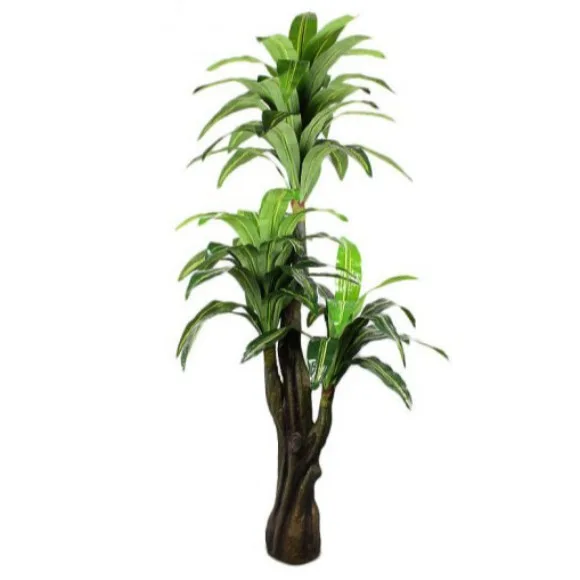 The Florist FLOR19 - Drazenia 3 branches Plant Arrangement
