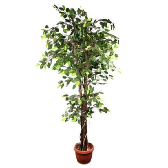 The Florist FLOR24 - Natural Trunk Fycus Rubber Tree