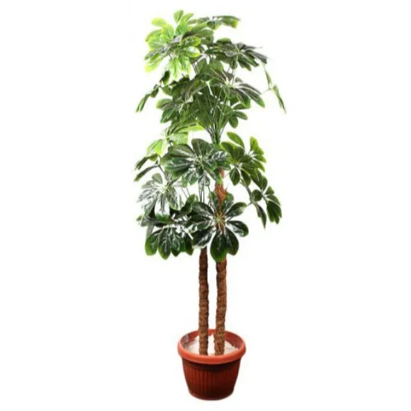 The Florist FLOR26 - Sheffelria Plant 36 Leaves