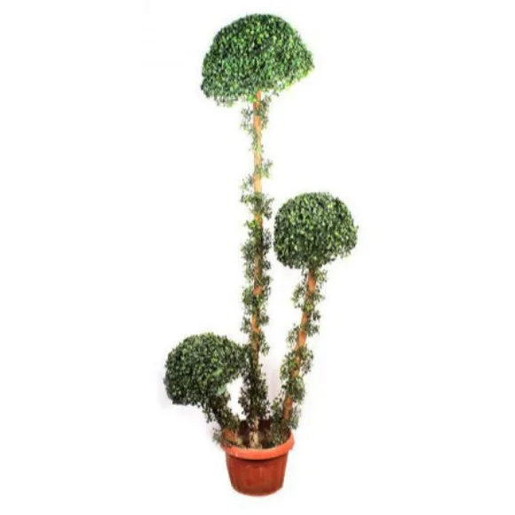 The Florist Luxury Bonsai Mushroom Plant Living Room - 4