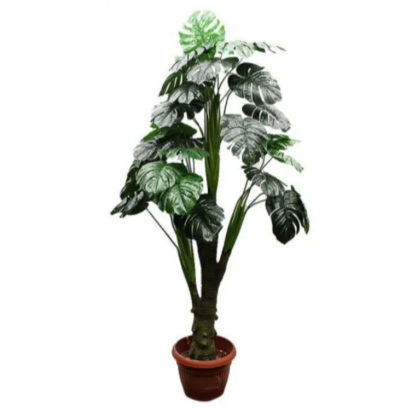 The Florist Rubber Begonia Money Plant Arrangment